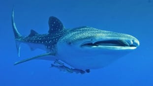 Tienes hasta el 15 de septiembre: cómo planear tu encuentro con el tiburón ballena