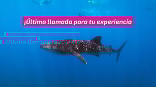 Última llamada: la temporada del tiburón ballena ya comenzó en el Caribe mexicano